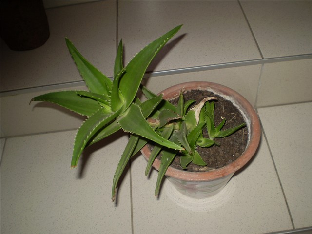 aloa vera